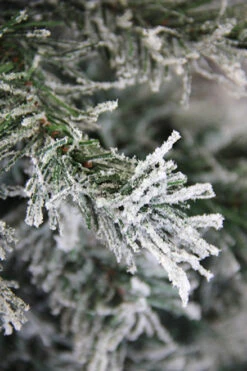 7' Unlit Slim Frosted And Glittered Woodland Alpine Artificial Christmas Tree -Christmas Decoration Shop duwcgc49oyym23jdvmw4hotx2rgjoz1d 26942.1588349968