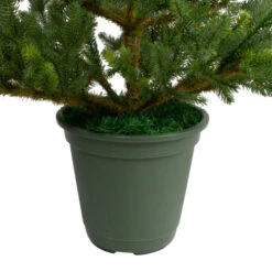Northlight 6' Potted Noble Pine Slim Artificial Christmas Tree - Unlit -Christmas Decoration Shop northlight v27377 3 05838.1665611932