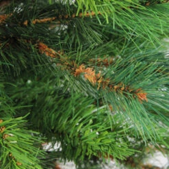 Northlight 3' Potted New Carolina Spruce Medium Artificial Christmas Tree - Unlit -Christmas Decoration Shop rkowk6mbzamyeerjxiezwdp4uyeezif9 96086.1665610423